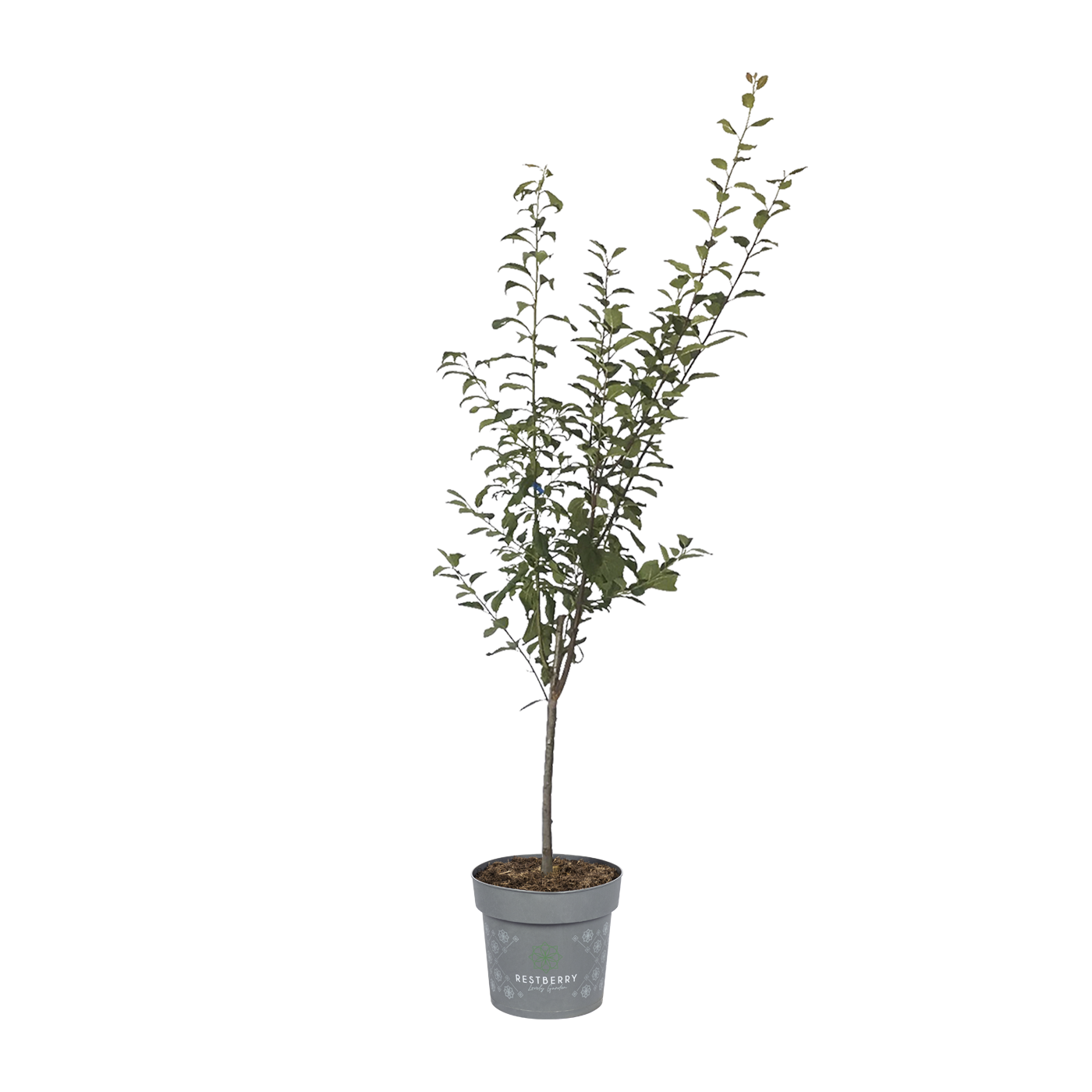 Multi-Fruit-Tree 3-Sorten Miki