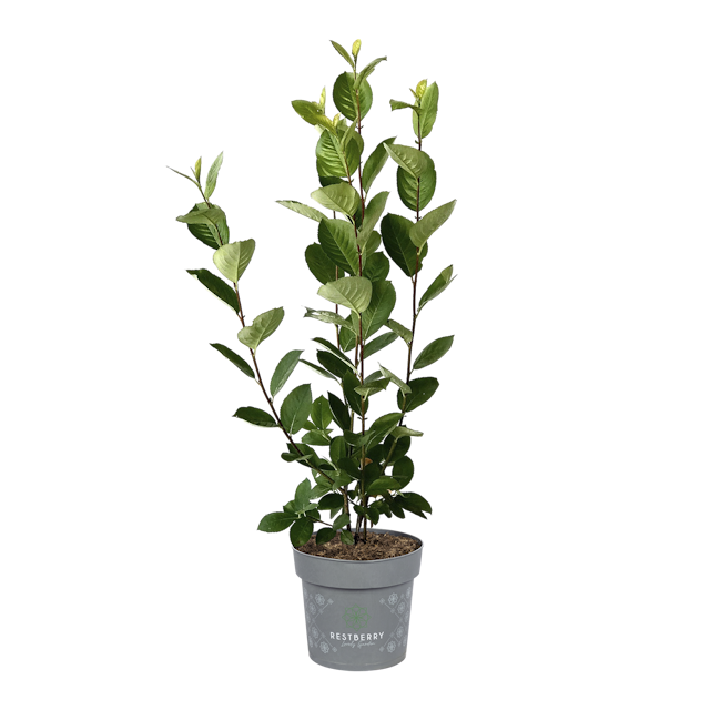 Aronia melanocarpa 'Viking'