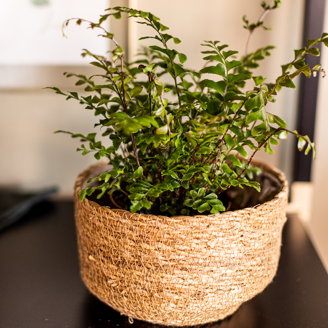 Plant Bowl Yva
