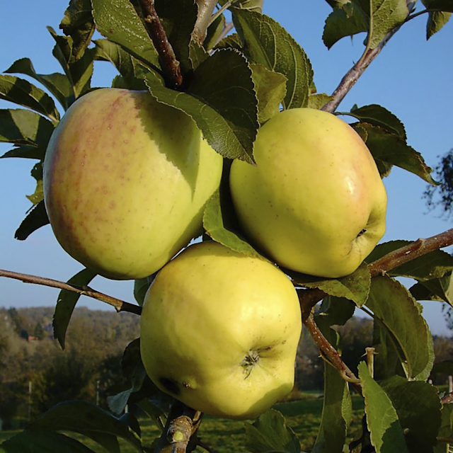 4-Sorten-Apfel Jojo