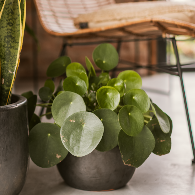 Plant Pot Jouko schwarz