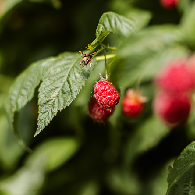 Sallys Sommer-Balkonhimbeere Tani