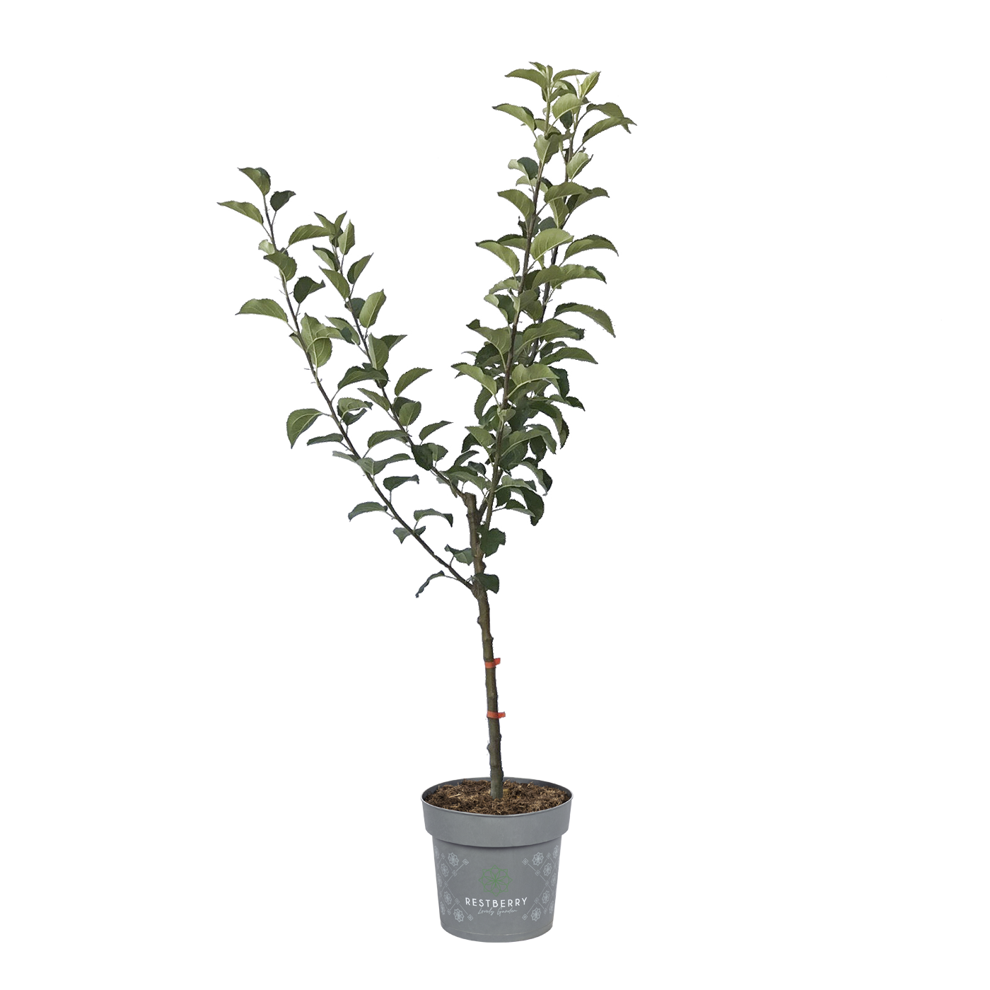 4-Sorten-Apfel Shosha