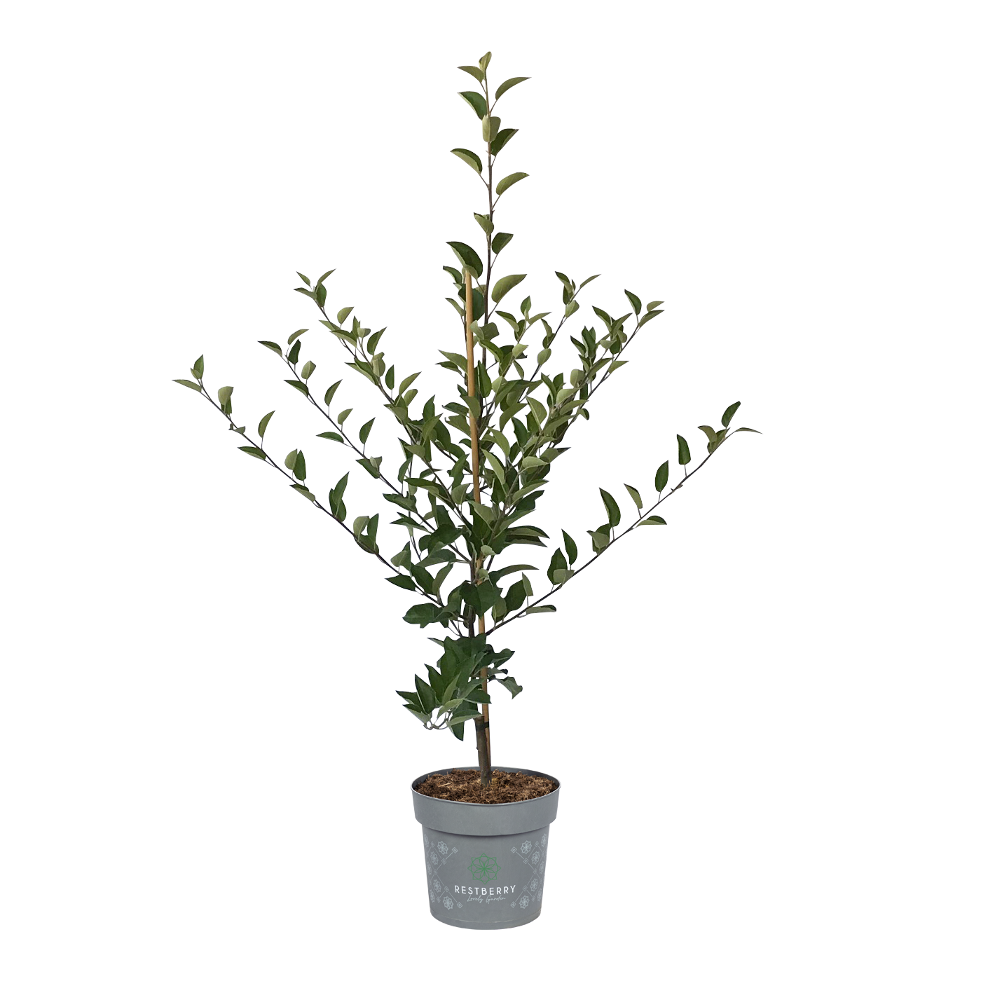 Gesundheitsapfel Amida