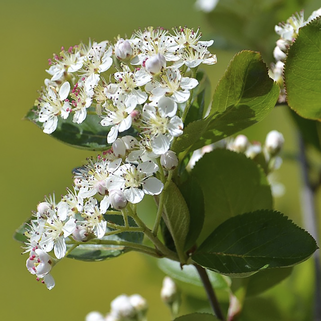 Aronia melanocarpa 'Viking'