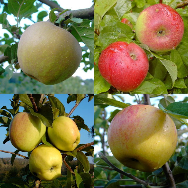 4-Sorten-Apfel Jojo