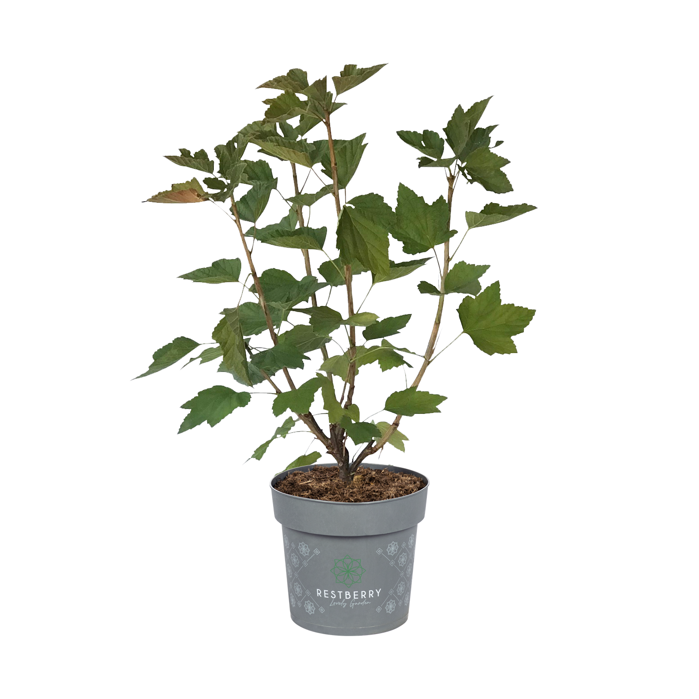 Rote Johannisbeere Kimiko