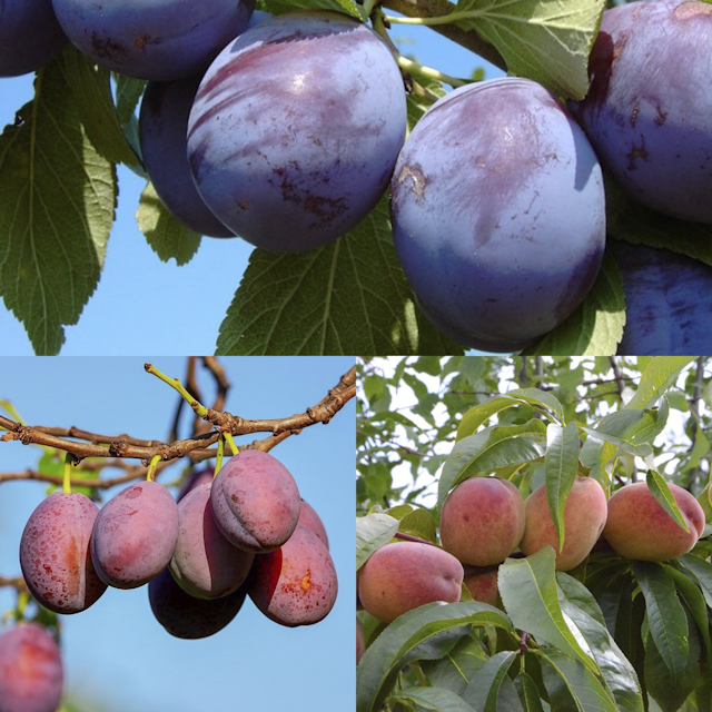 Multi-Fruit-Tree 3-Sorten Miki