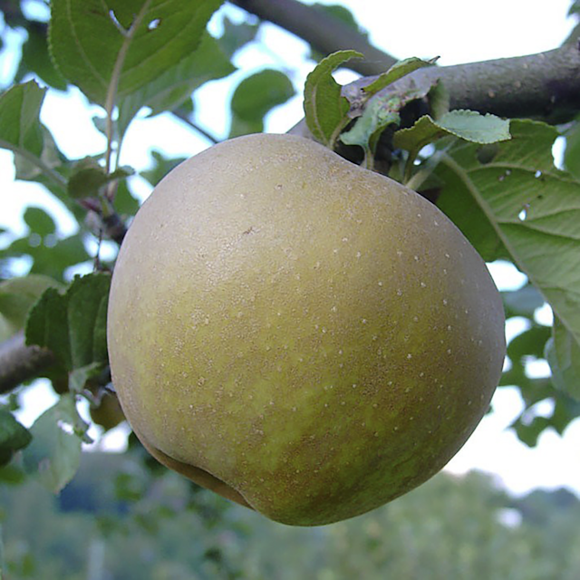 4-Sorten-Apfel Jojo