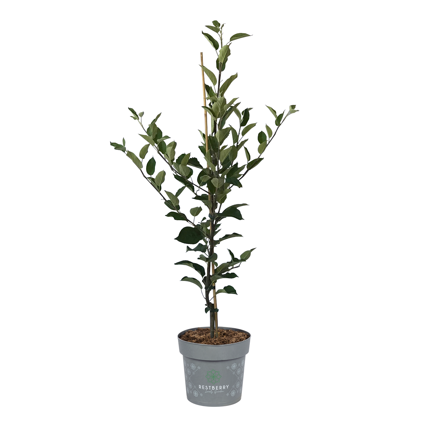 Allergikerapfel Kazumi