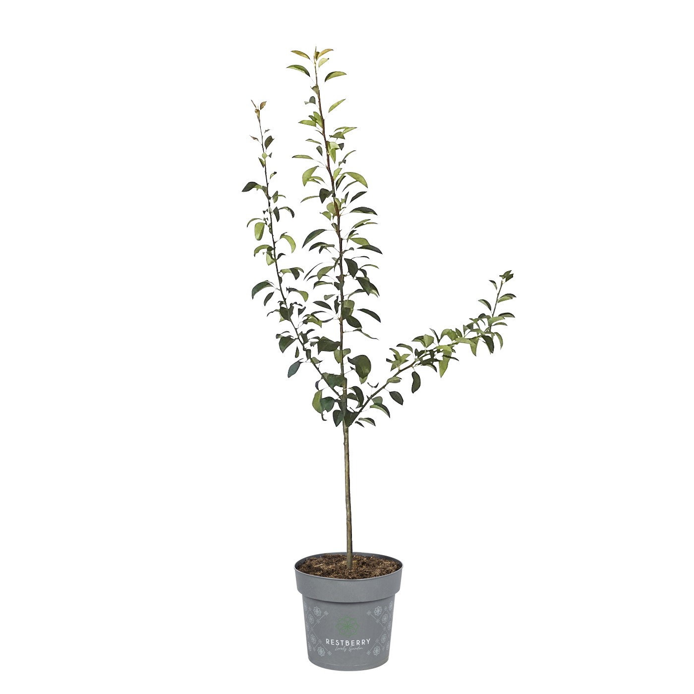 4-Sorten-Birne Chimu