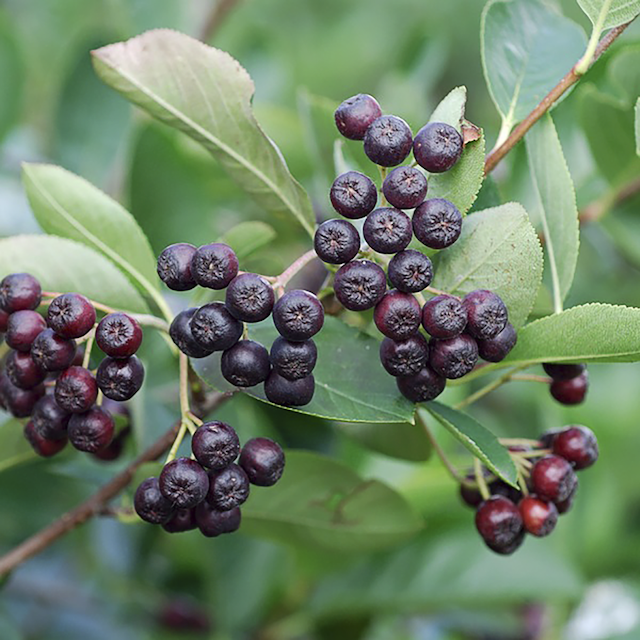 Aronia melanocarpa 'Viking'