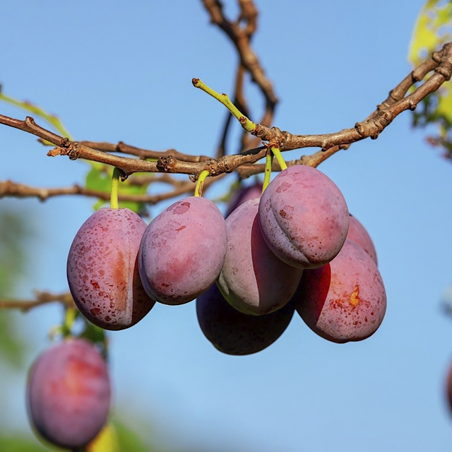 Multi-Fruit-Tree 3-Sorten Miki
