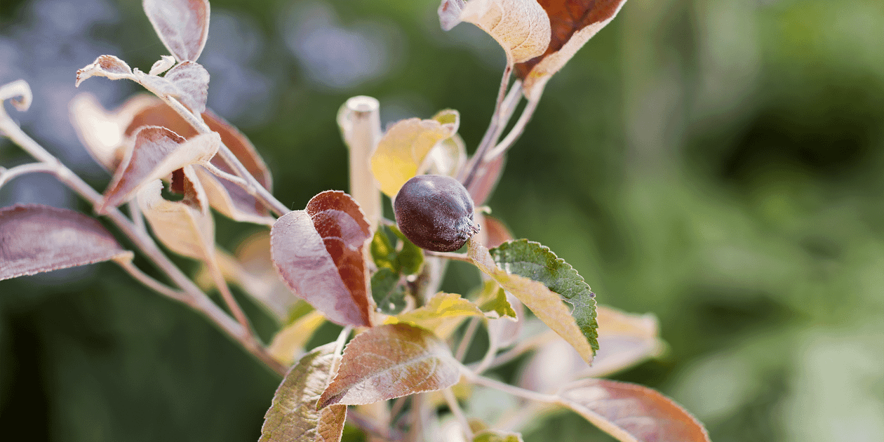 Apfel Mit Dunkelrotem Fleisch: Apfel Mit Rotem Fleisch Vorteile – IWZWSN