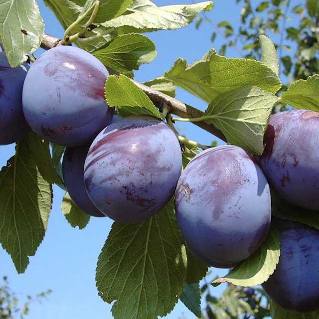 Multi-Fruit-Tree 3-Sorten Miki
