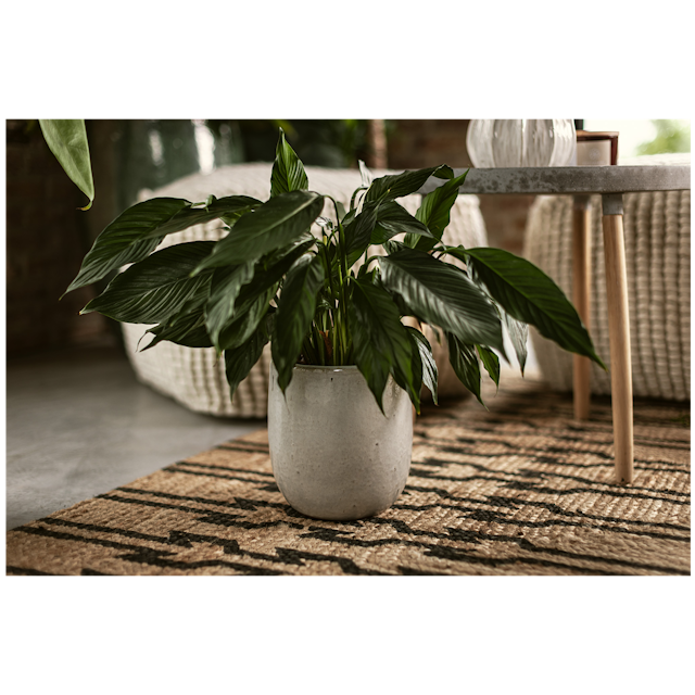 Plant Pot Nilas weiß