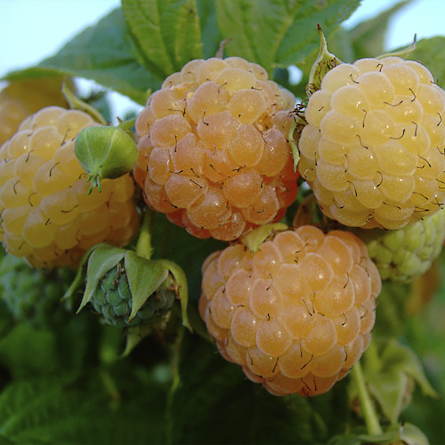 gelbe Herbsthimbeere Kaneda