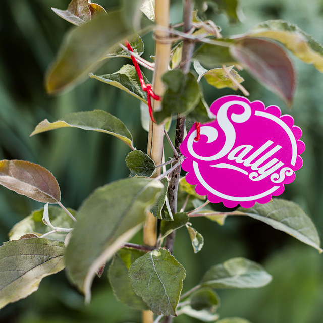 Säulenapfel Elmira Säule