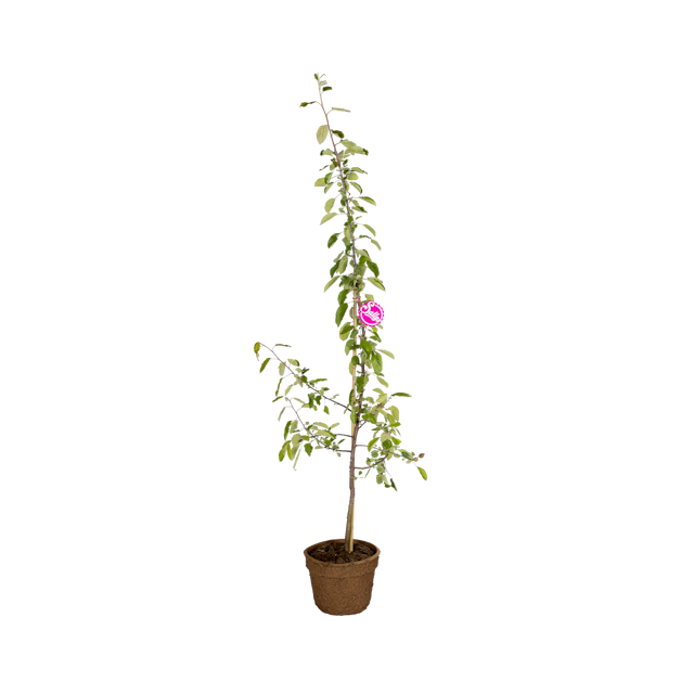 Gesundheitsapfel Elmira pink