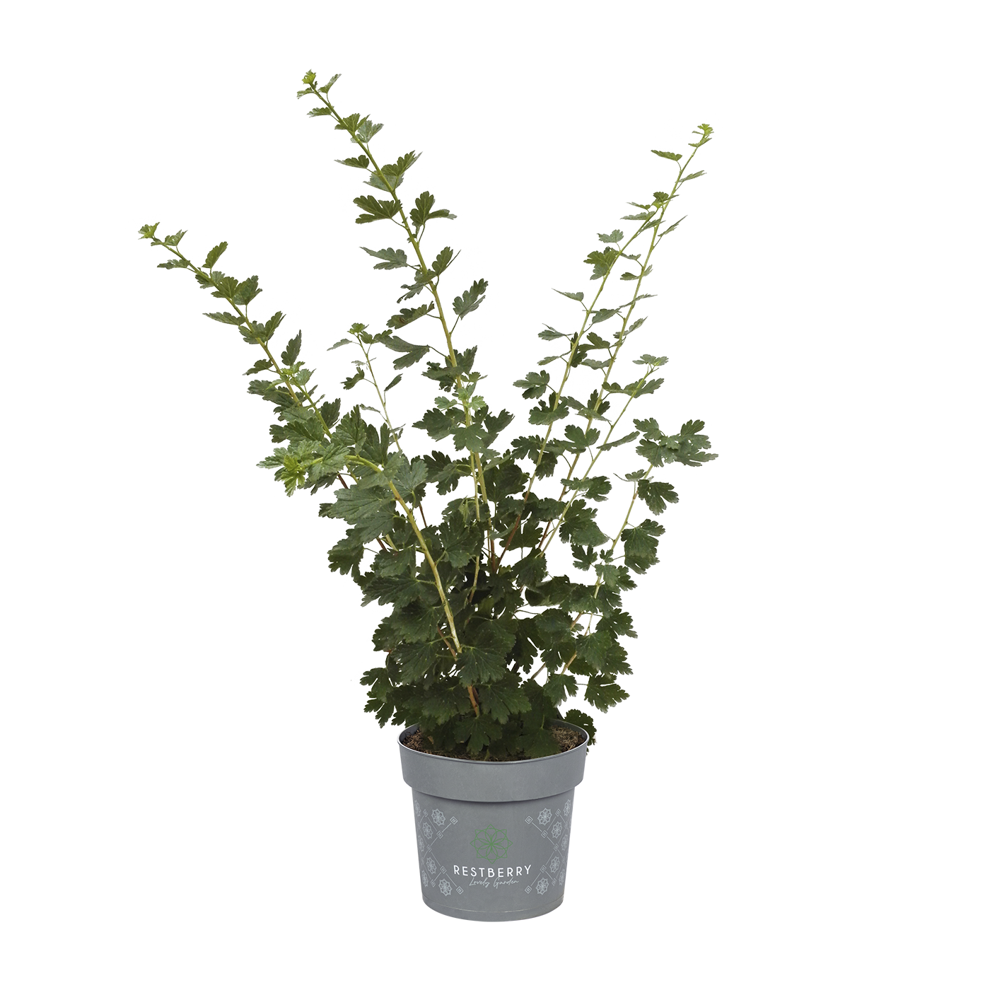 Stachelbeere rot Kenshin