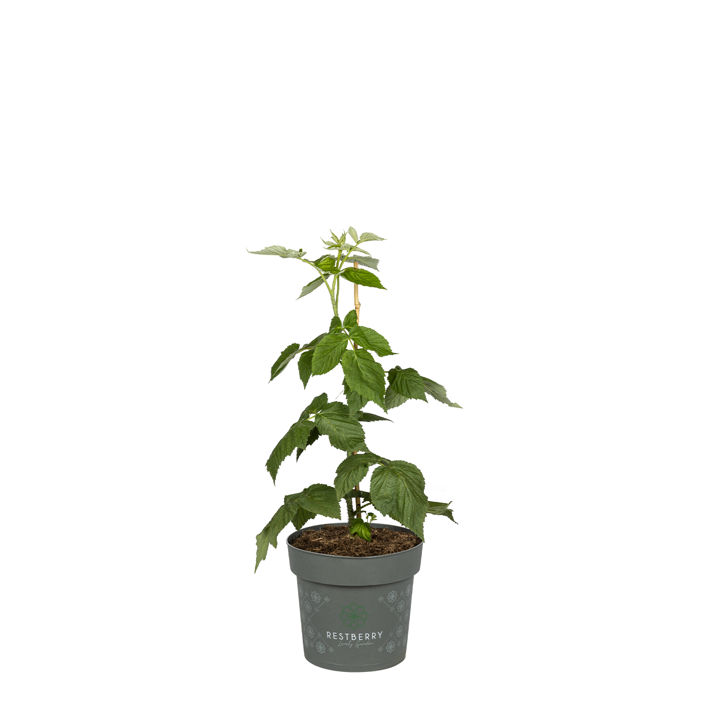 Sallys Herbsthimbeere Natsu