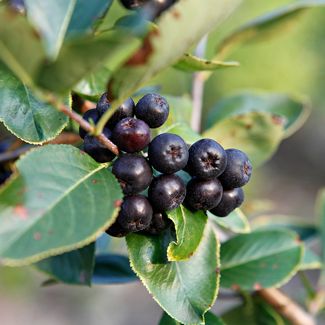 Aronia melanocarpa 'Viking'