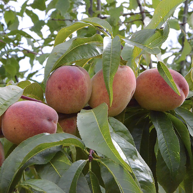 Multi-Fruit-Tree 3-Sorten Miki