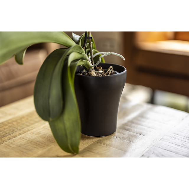 Plant Pot Floora