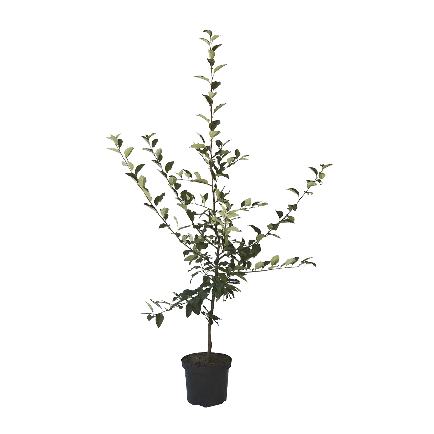 Birnenquitte Yasashii