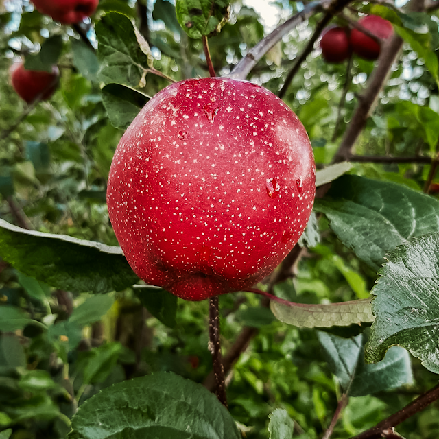 Apfel mit dunkelrotem Fleisch Elmira Rot