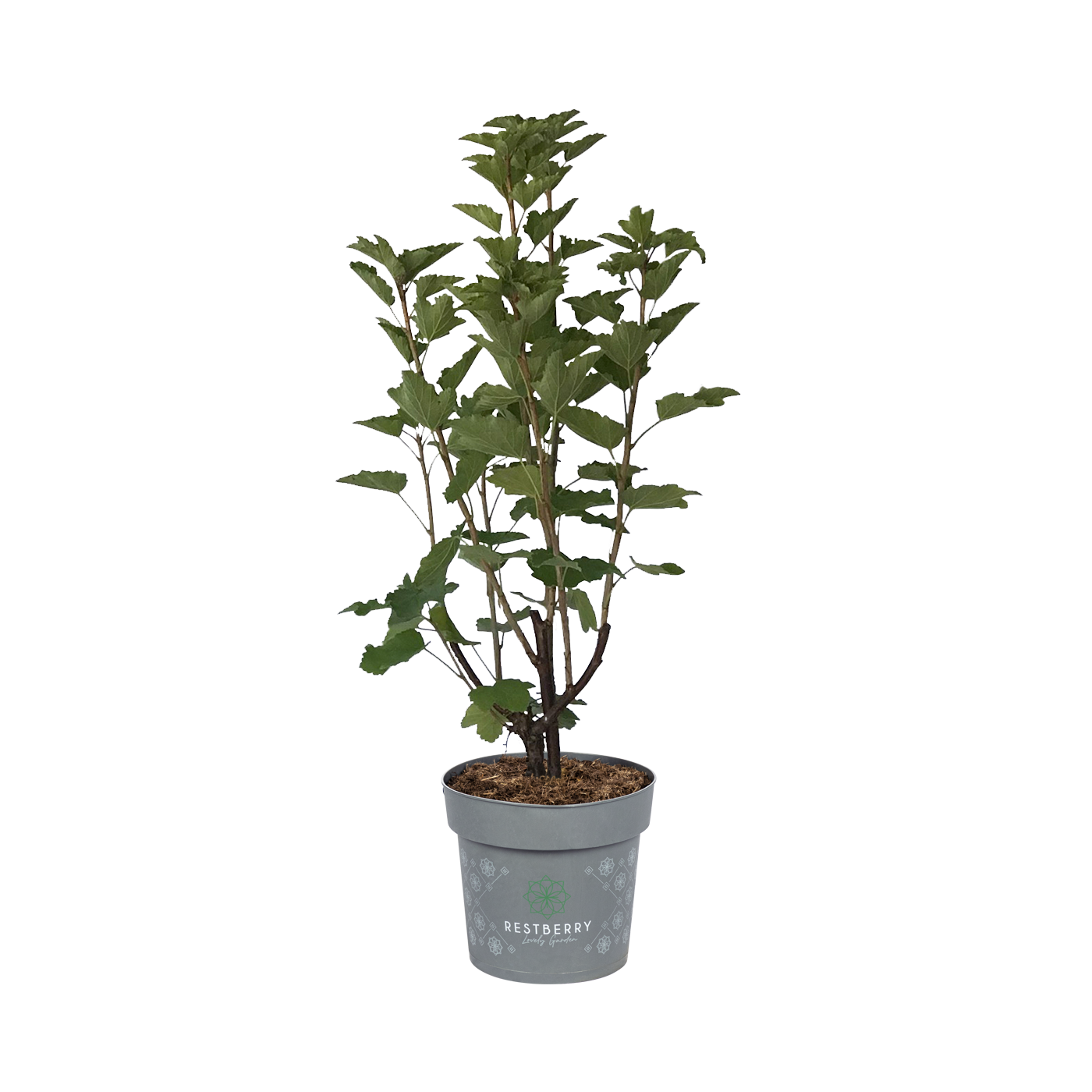 Weiße Johannisbeere Kiyoko