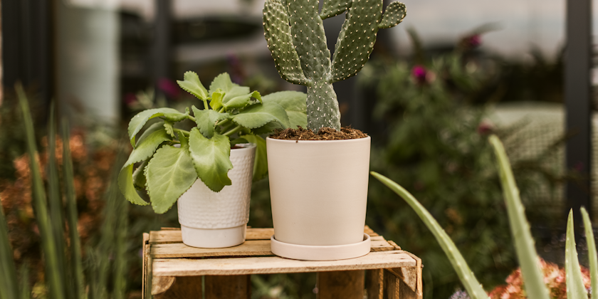 Plant Pot Laila