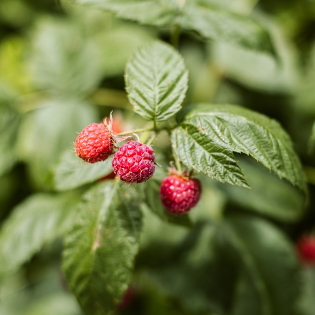 Sallys Sommer-Balkonhimbeere Tani