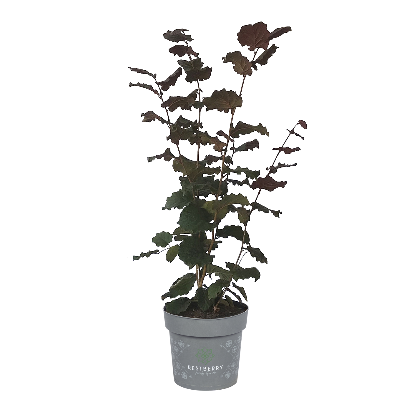 rotblättrige Haselnuss Akeno