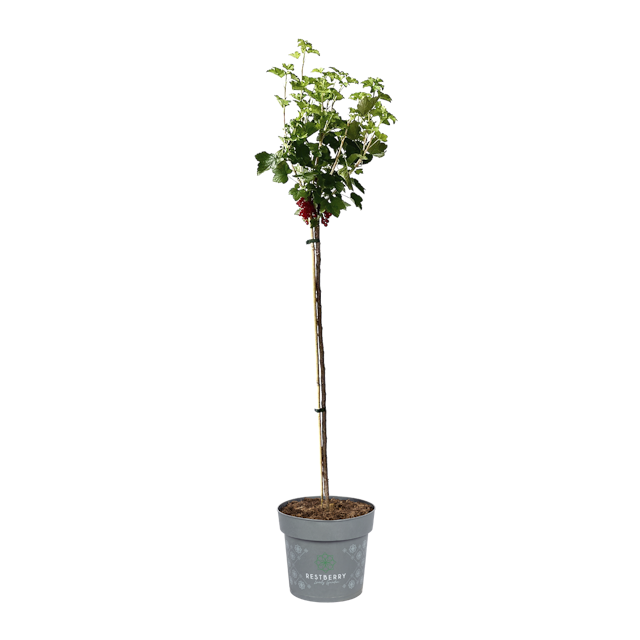 Rote Johannisbeere Kimiko