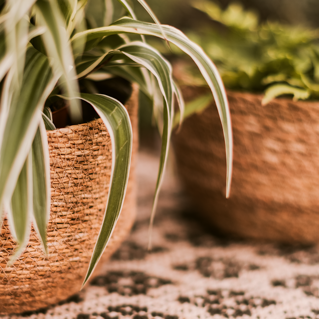 Plant Bowl Yva