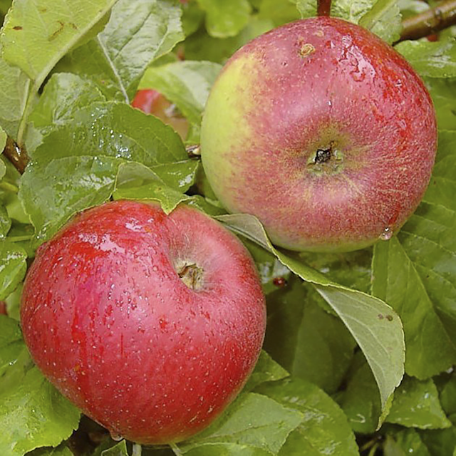 4-Sorten-Apfel Jojo