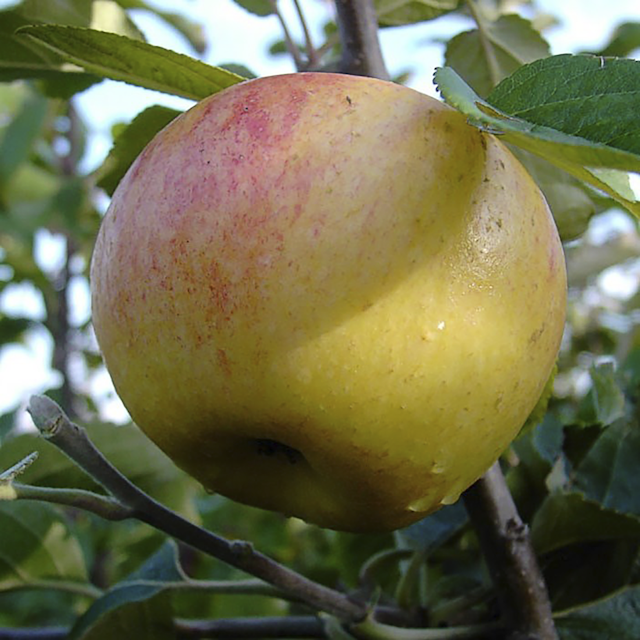 4-Sorten-Apfel Jojo