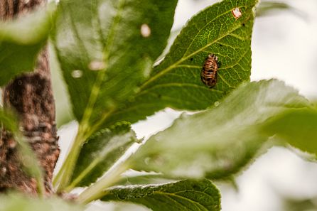 Biologische Tipps gegen Schädlinge