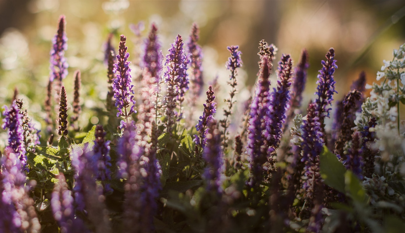 WELCOME TO OUR LOVELY GARDEN