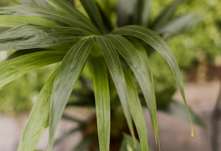 3 Pflanzen mit luftreinigenden Fähigkeiten