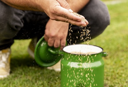 Rasenpflege Teil 3: Rasen nachsäen und düngen