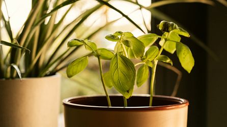 How to - Basilikum aus dem Supermarkt