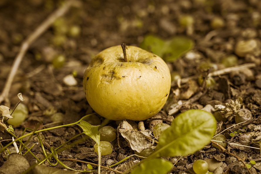Fallobst - aufheben oder liegen lassen?