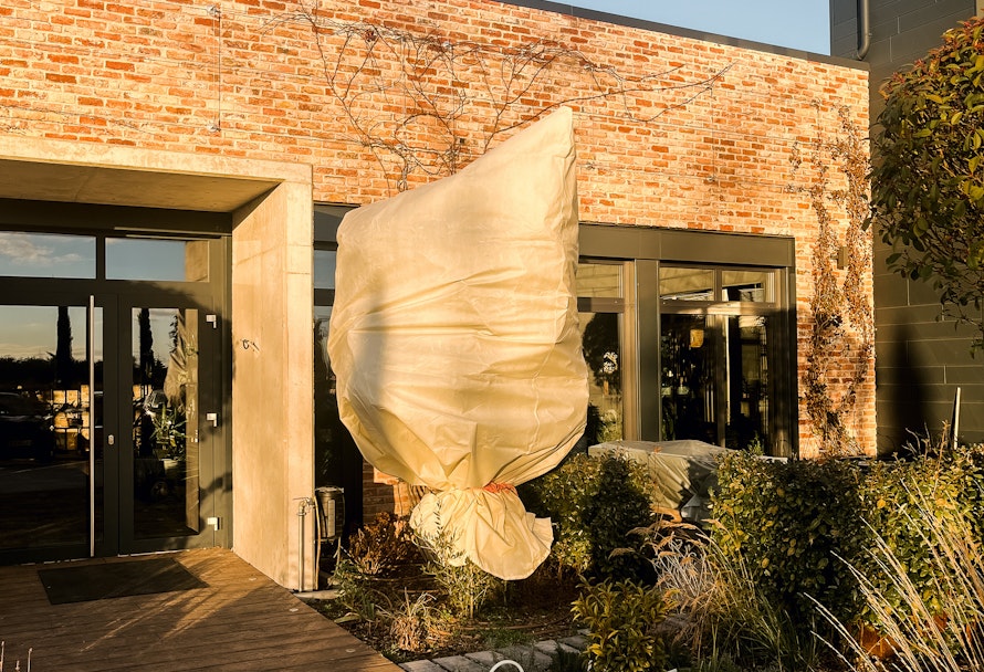 Tipps für deine Outdoorpflanzen im Winter