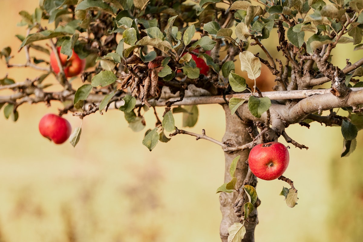 Restberry Grid Image