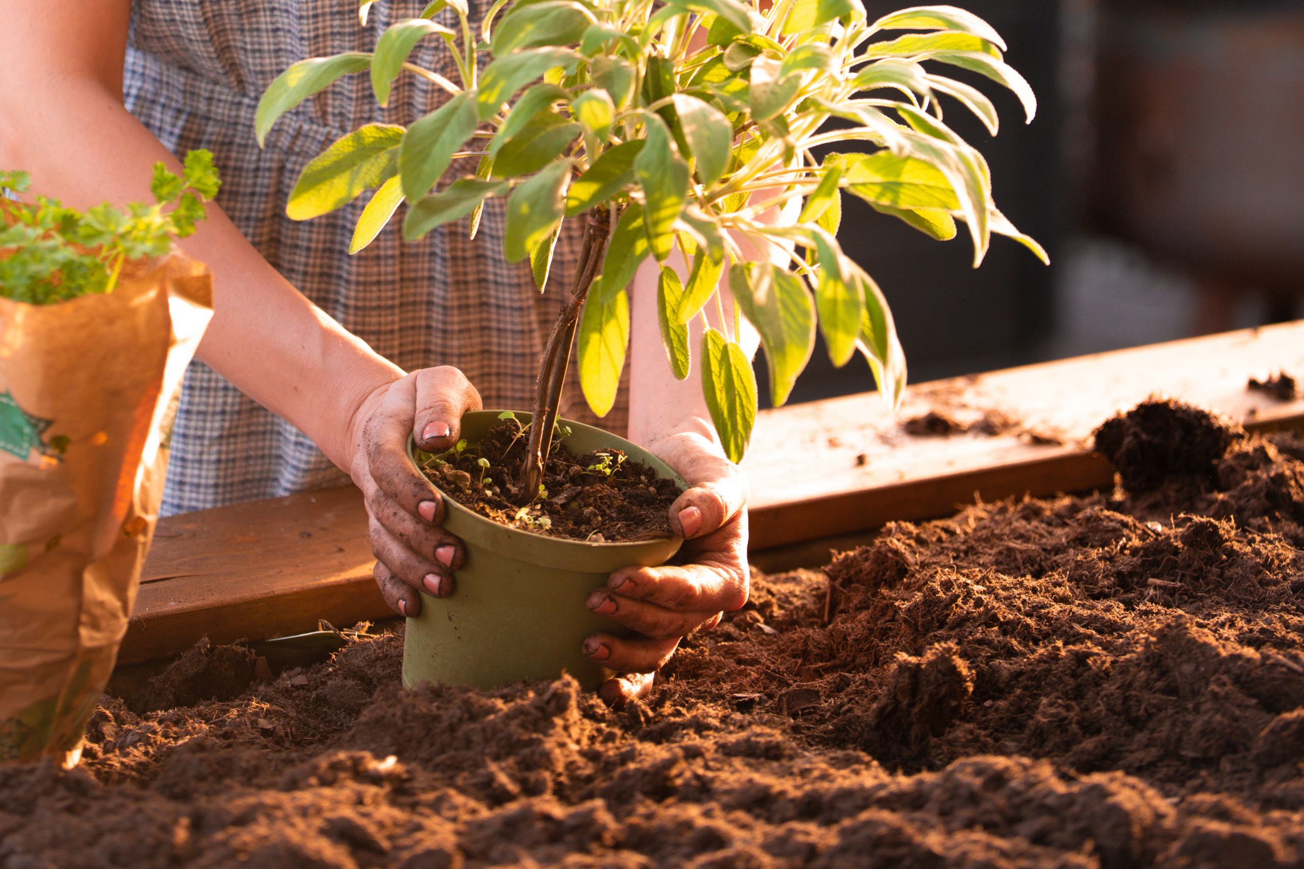 Hochbeete erneuern  - Teil 2 Bepflanzung