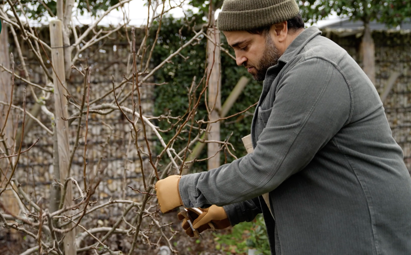 Obstbaumpflege im Januar