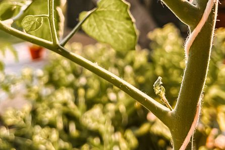 3 Tipps für eine reiche Tomatenernte