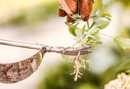 Ist das Unkraut oder kann das weg?